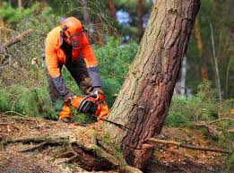 Best Tree Risk Assessment  in USA